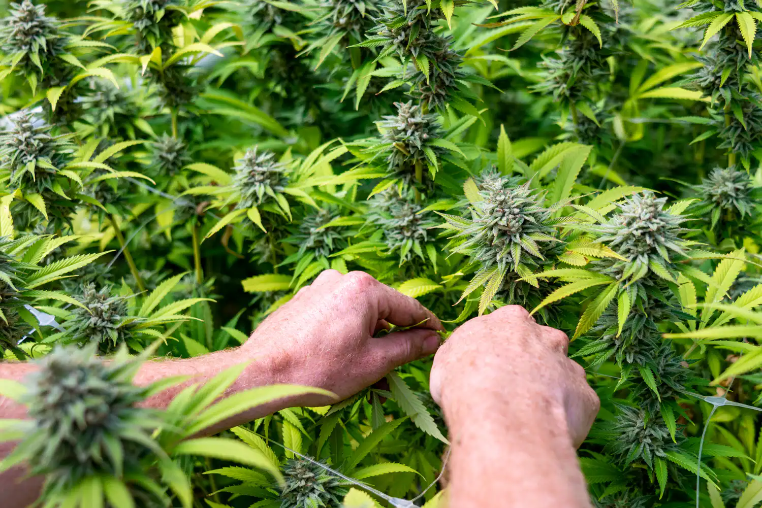 How Marijuana Rescheduling Protects Medical Cannabis Patients