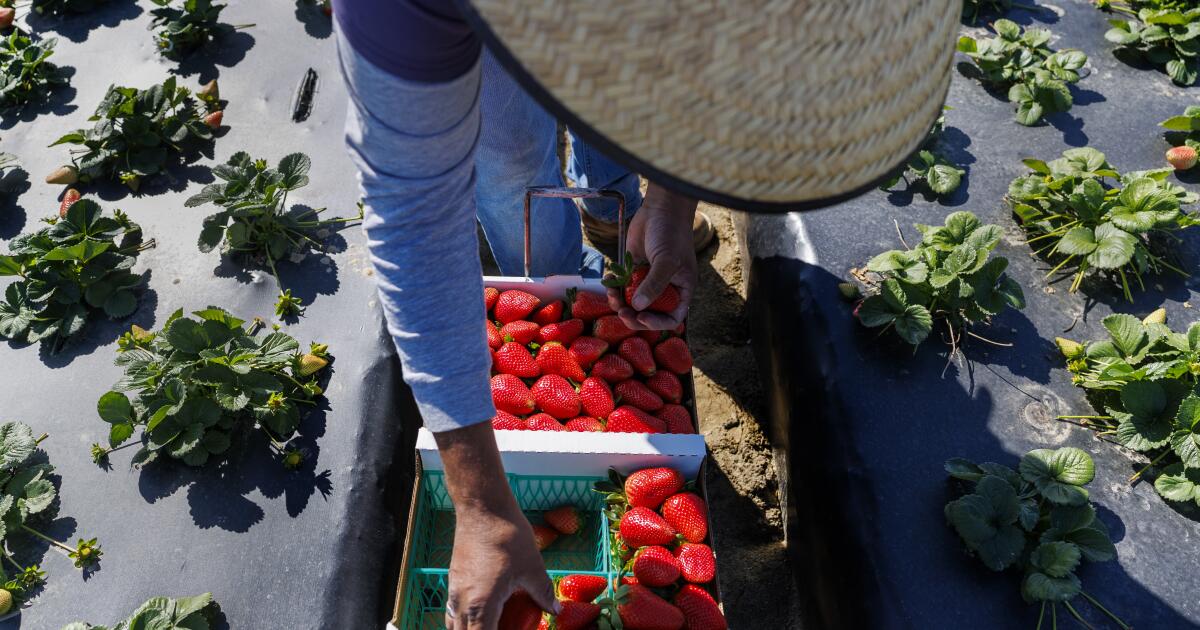 ICE Raids Are Devastating California Cannabis Economies