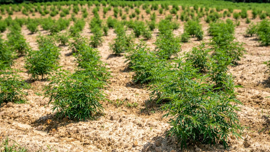 Outdoor cannabis plants growing in rich soil with forested mountains in the background