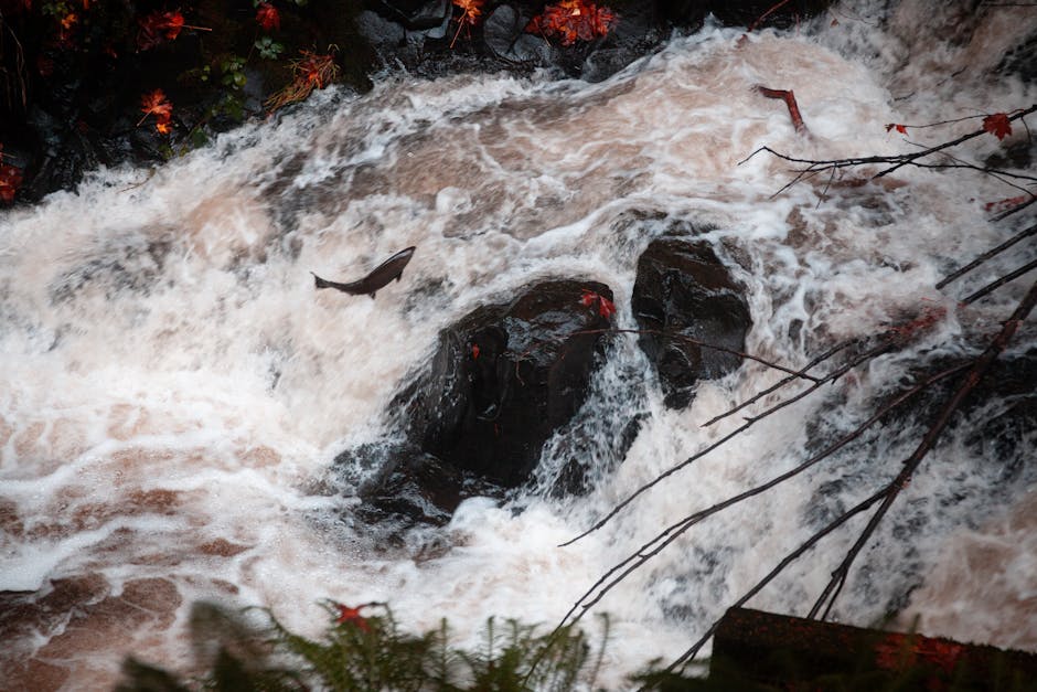 Clear water of Prairie Creek flowing through old-growth redwoods near Orick