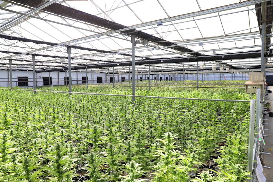 Light deprivation greenhouse frames on a Humboldt County hillside in early spring