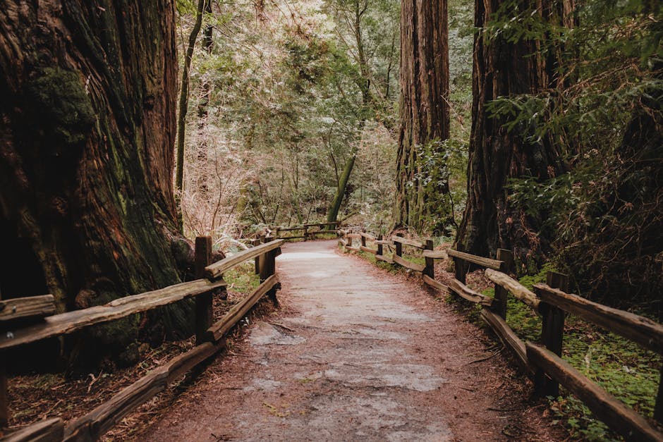 A serene wooded trail surrounded by majestic redwood trees in a California national forest