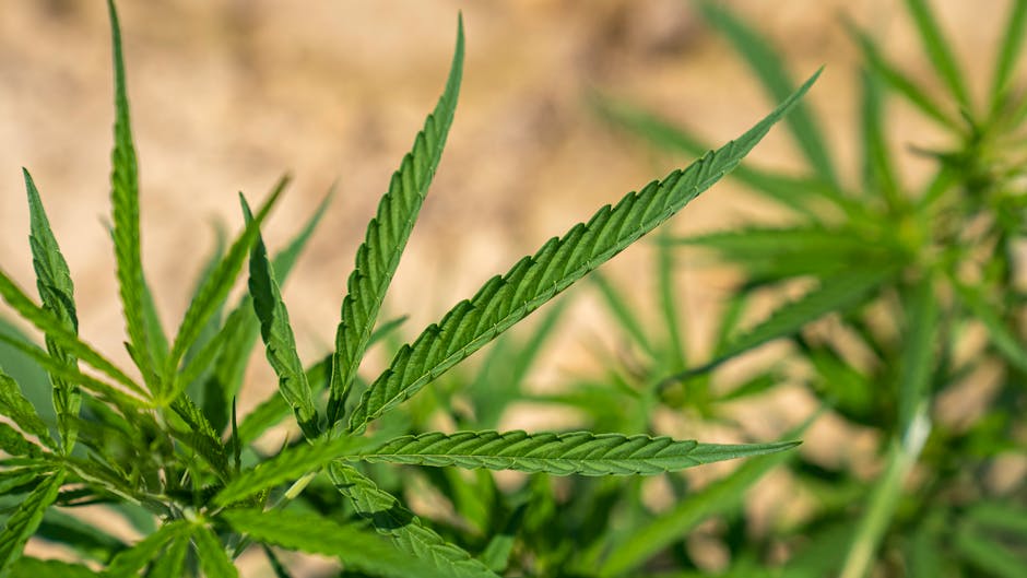 Vibrant cannabis leaves growing outdoors under sunlight